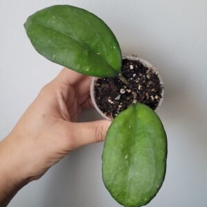Hoya Joy – D6cm