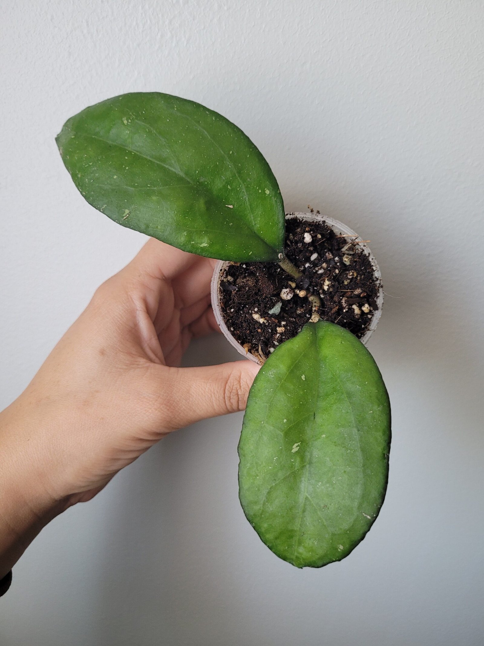 Hoya Joy - D6cm