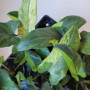 Alocasia lauterbachiana variegata – Pot 6cm
