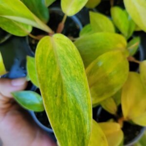 Philodendron &lsquo;Painted Lady&rsquo; — Pot 6 cm