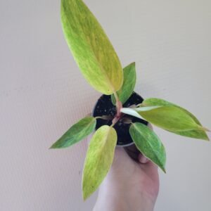 Philodendron &lsquo;Painted Lady&rsquo; — Pot 6 cm