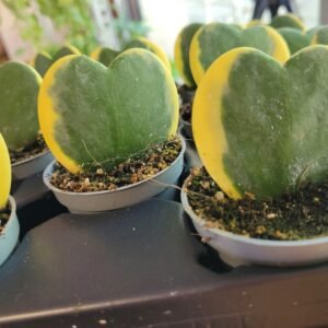 Hoya kerrii &lsquo;Variegata&rsquo; — Pot 6 cm