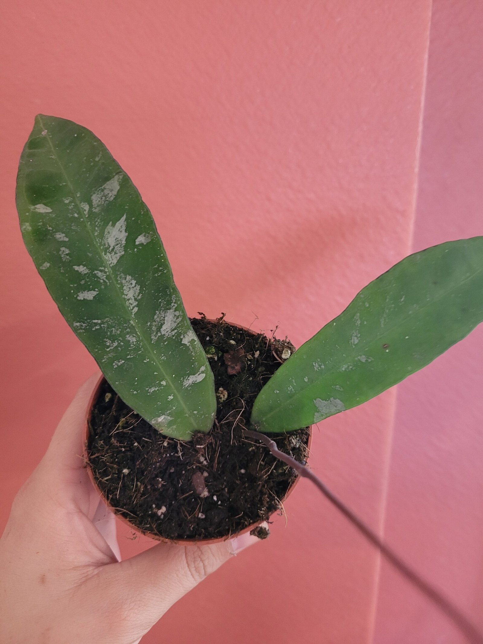 Hoya kaikoana 'Splash' sp Dahlia — Pot 8 cm – Image 3