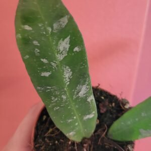 Hoya kaikoana 'Splash' sp Dahlia — Pot 8 cm