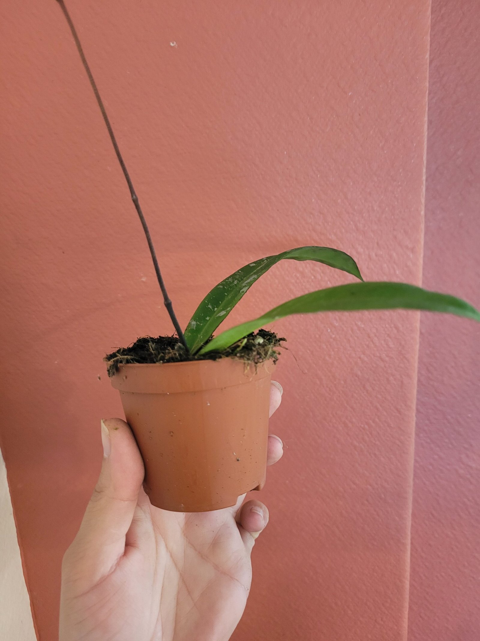 Hoya kaikoana 'Splash' sp Dahlia — Pot 8 cm – Image 2
