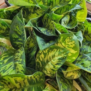 Homalomena wallisii &lsquo;Camouflage&rsquo; — Pot 11 cm