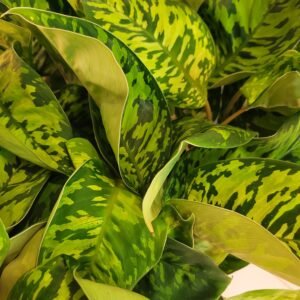 Homalomena wallisii &lsquo;Camouflage&rsquo; — Pot 11 cm