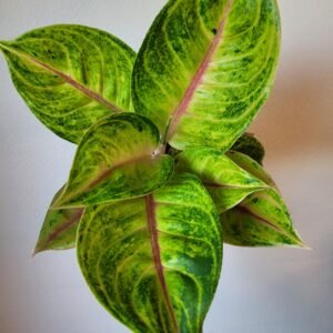 Aglaonema Iguana Red – Pot 12 cm