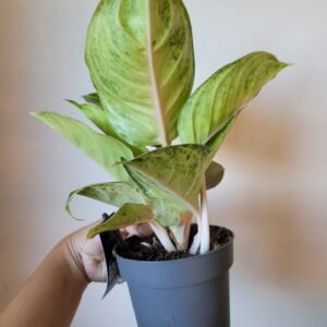 Aglaonema Iguana Red – Pot 12 cm
