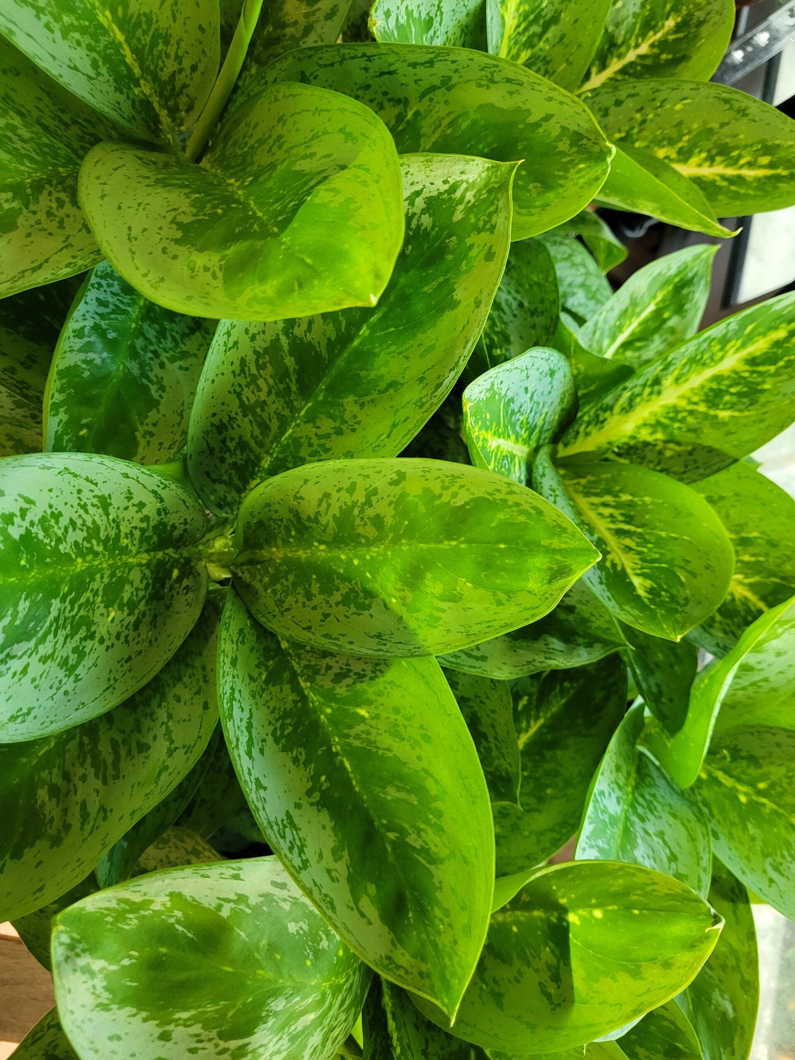 Aglaonema Lemon Mint - Pot 12 cm – Image 4
