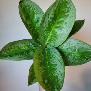 Aglaonema Lemon Mint – Pot 12 cm