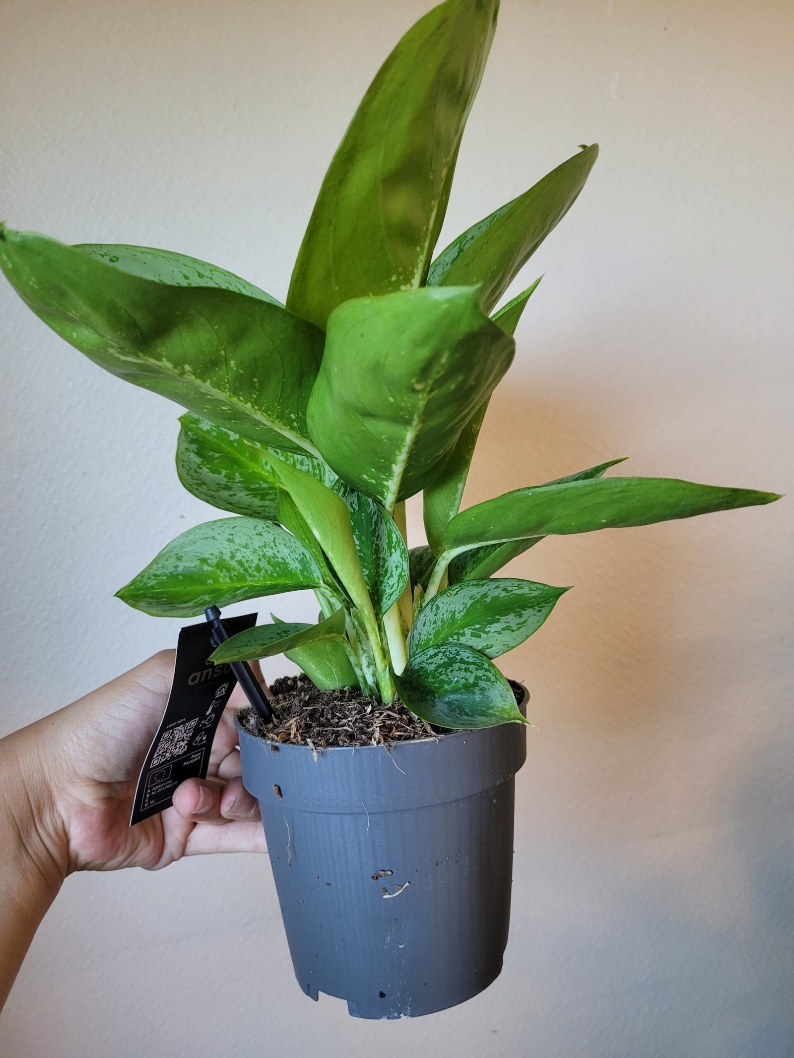 Aglaonema Lemon Mint - Pot 12 cm – Image 3
