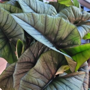 Alocasia ‘Platinum’ – Pot 11cm