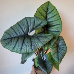 Alocasia ‘Platinum’ – Pot 11cm