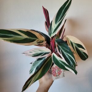 Stromanthe sanguinea &lsquo;Triostar&rsquo; — Pot 11 cm