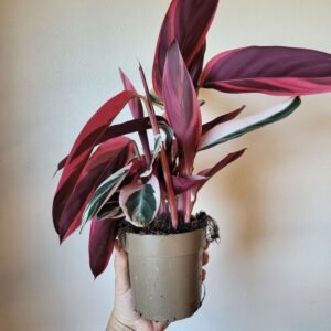 Stromanthe sanguinea &lsquo;Triostar&rsquo; — Pot 11 cm