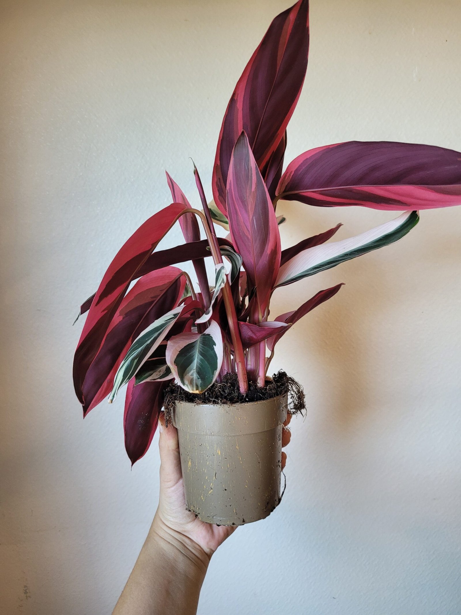 Stromanthe sanguinea 'Triostar' — Pot 11 cm – Image 2