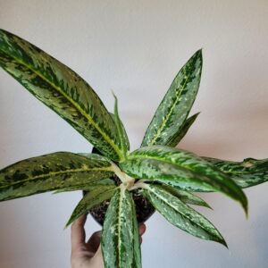 Aglaonema ‘Matcha Lemon’ – pot 12 cm