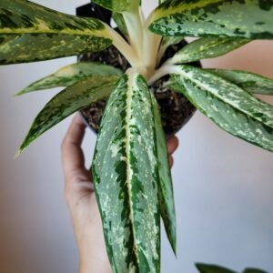 Aglaonema ‘Matcha Lemon’ – pot 12 cm