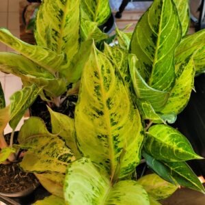 Aglaonema ‘Peach Pearl’ – pot 12 cm