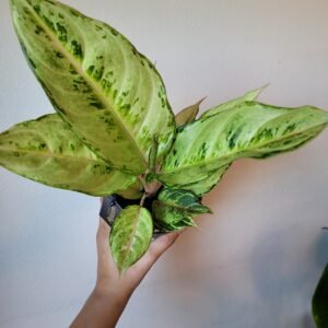 Aglaonema ‘Peach Pearl’ – pot 12 cm