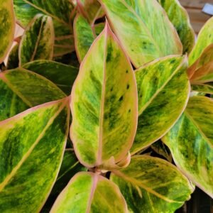 Aglaonema ‘Salmon Fantasy’ – pot 12 cm