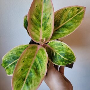 Aglaonema Chartreuse Pretty – Pot 12cm
