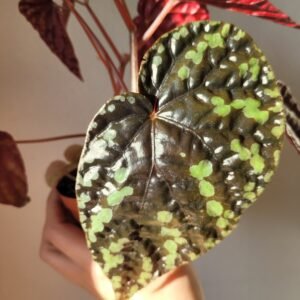 Begonia filiformis — Pot 8 cm
