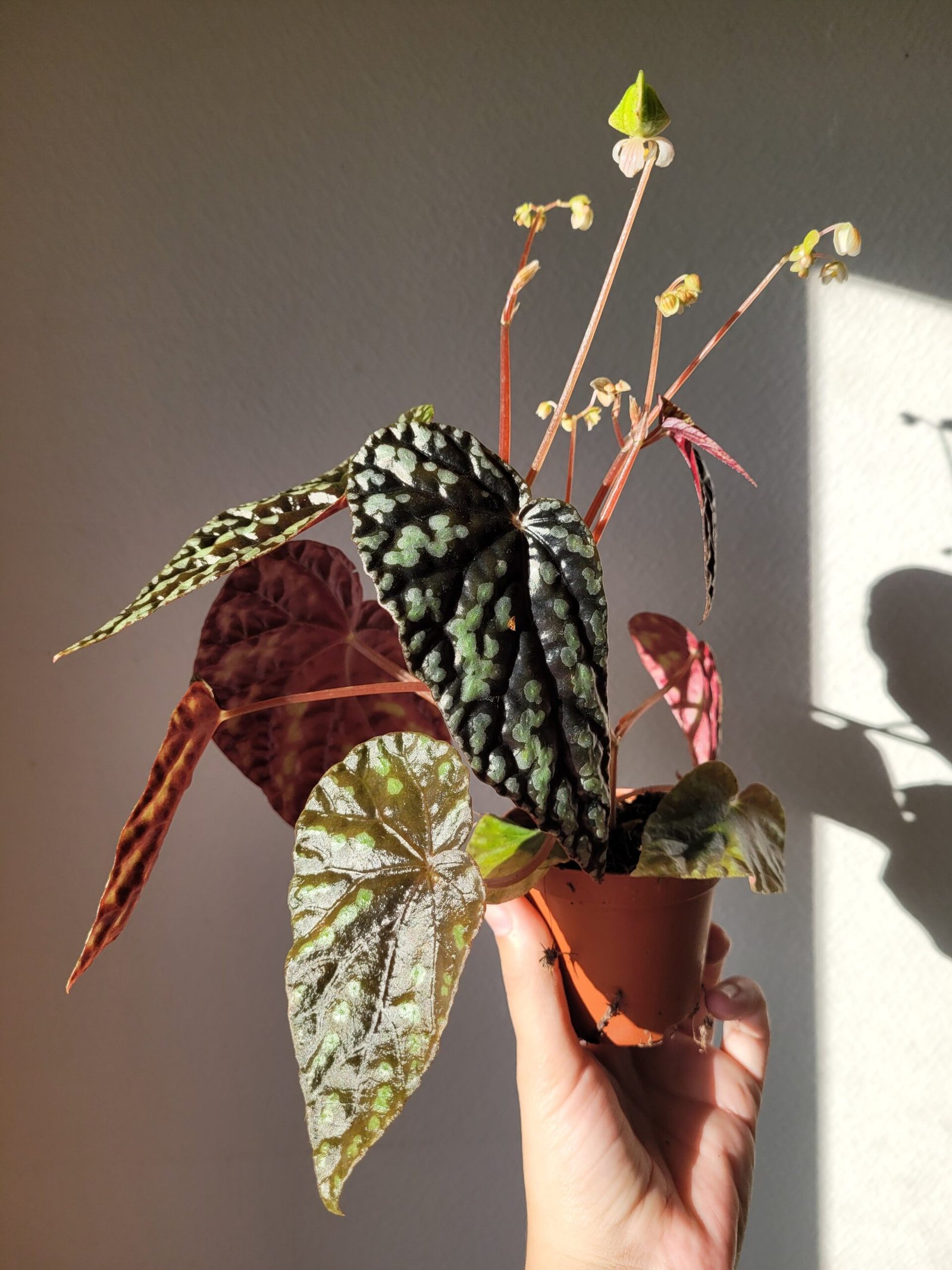 Begonia filiformis — Pot 8 cm – Image 4