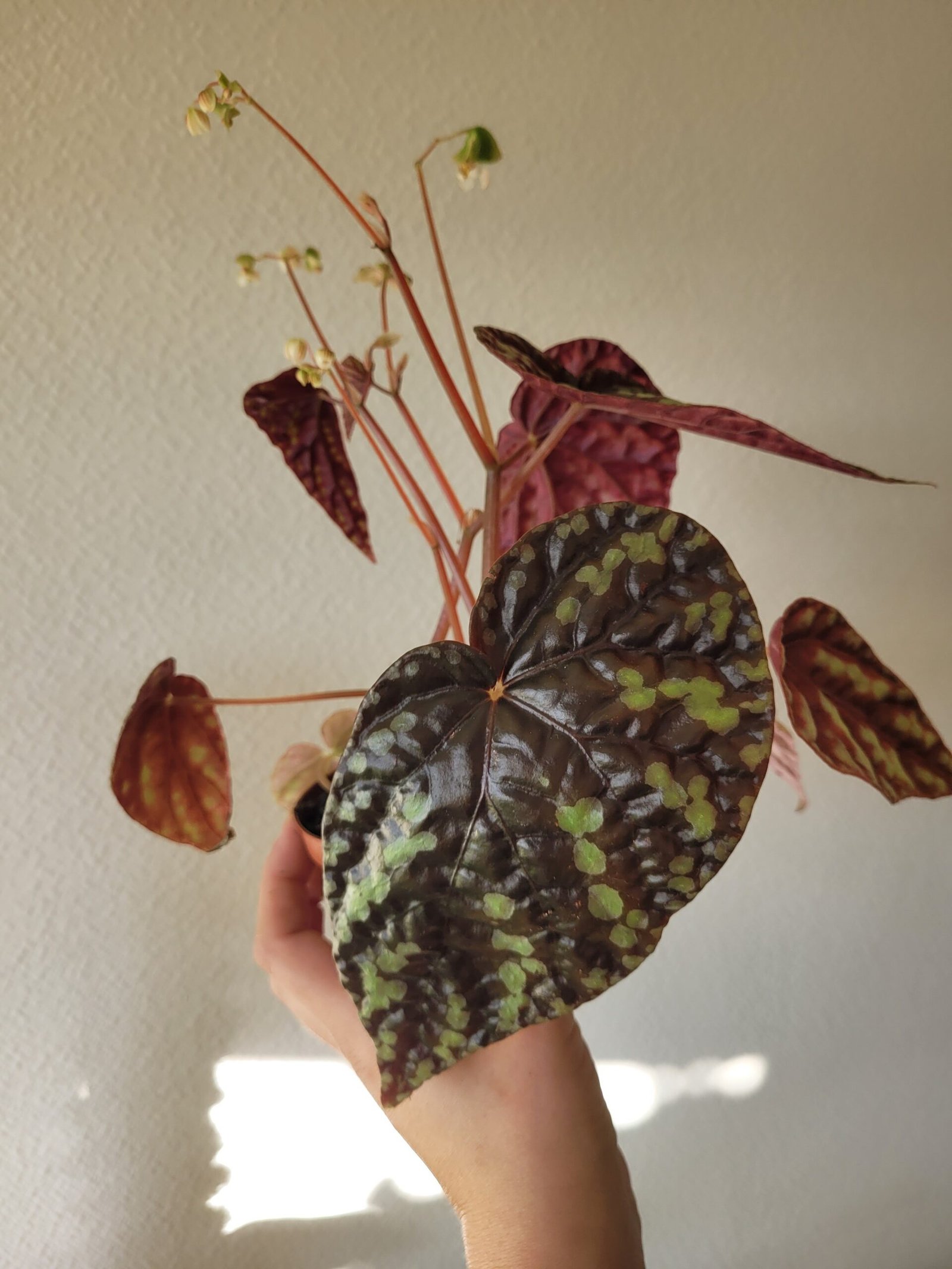 Begonia filiformis — Pot 8 cm – Image 3