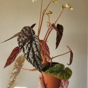 Begonia filiformis — Pot 8 cm