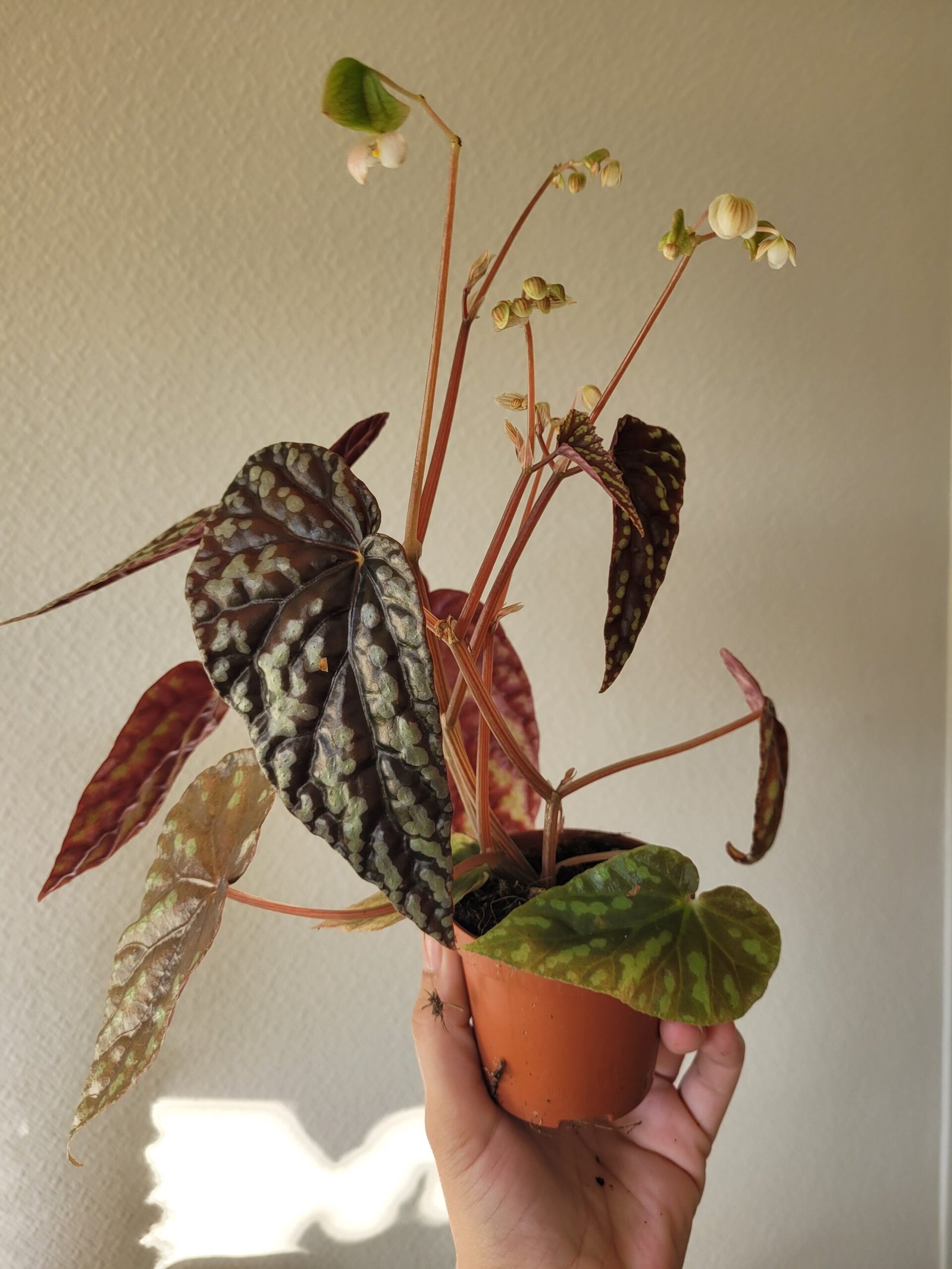 Begonia filiformis — Pot 8 cm – Image 2