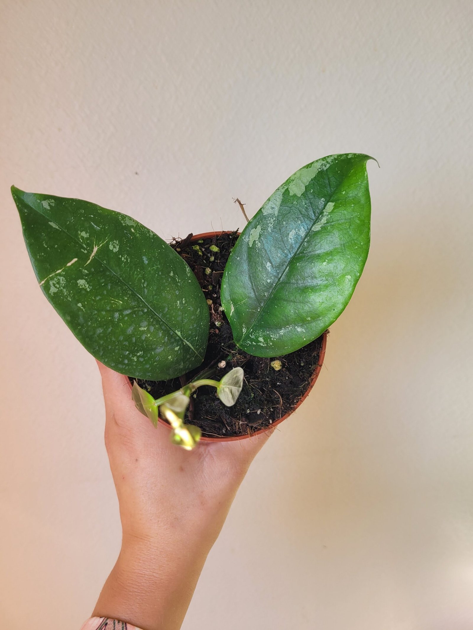 Hoya coriacea 'Silver' — Pot 10,5 cm – Image 2