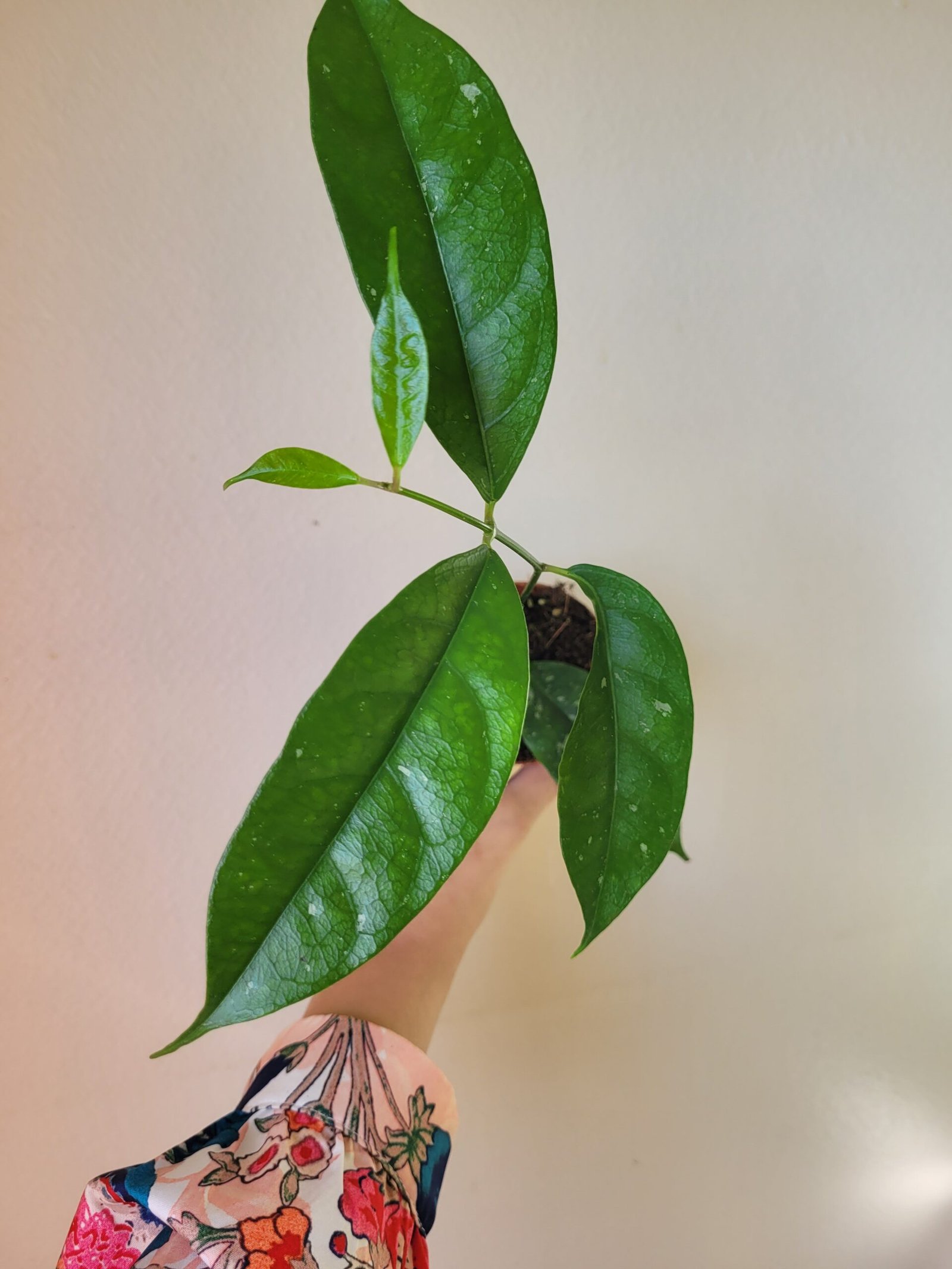 Hoya occultata 'Splash' — Pot 8 cm – Image 2