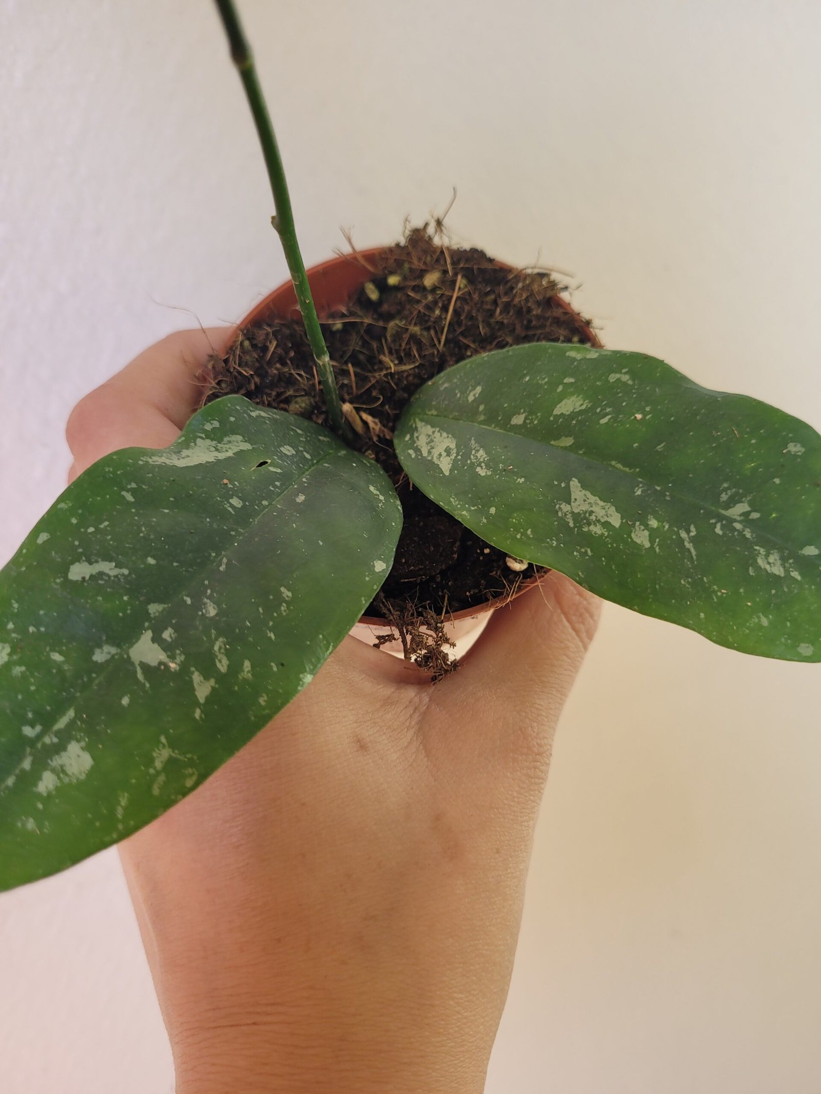 Hoya occultata 'Splash' — Pot 8 cm – Image 3