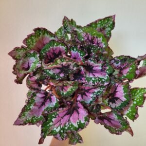 Begonia Beleaf Alaska Creek — Pot 12 cm