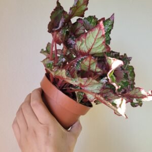 Begonia Beleaf Alaska Creek — Pot 12 cm