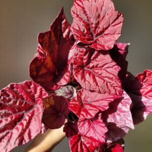 Begonia Beleaf Inca Flame — Pot 12 cm
