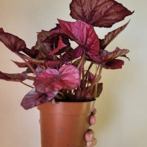 Begonia Beleaf Inca Flame — Pot 12 cm