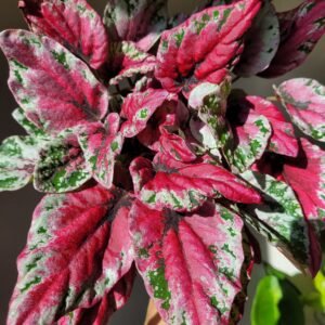 Begonia &lsquo;Maui Sunset&rsquo; — Pot 12 cm