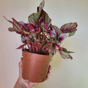 Begonia &lsquo;Maui Sunset&rsquo; — Pot 12 cm