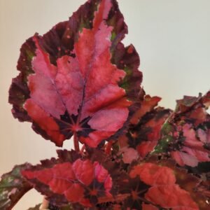 Begonia Beleaf Inca Night — Pot 12 cm