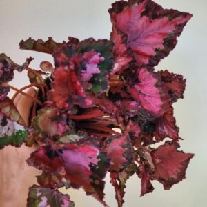 Begonia Beleaf Inca Night — Pot 12 cm