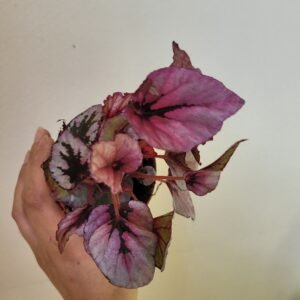 Begonia Beleaf Indian Summer — Pot 9 cm