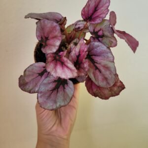 Begonia Beleaf Indian Summer — Pot 9 cm