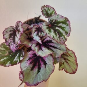 Begonia Beleaf Evening Glow — Pot 9 cm
