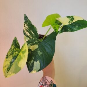 Syngonium &lsquo;Aurea&rsquo; — Pot 9 cm