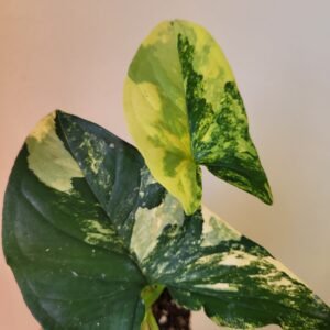 Syngonium &lsquo;Aurea&rsquo; — Pot 9 cm