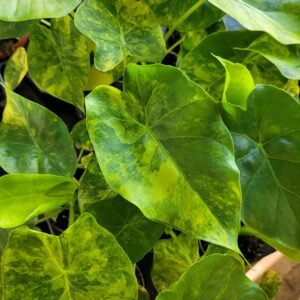 Alocasia macrorrhizos &lsquo;Aurea Variegata&rsquo; – pot 6cm