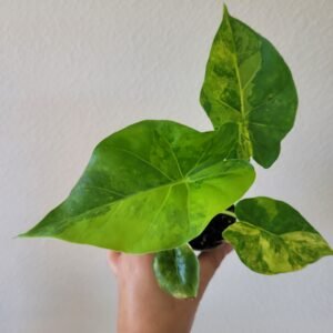 Alocasia macrorrhizos &lsquo;Aurea Variegata&rsquo; – pot 6cm